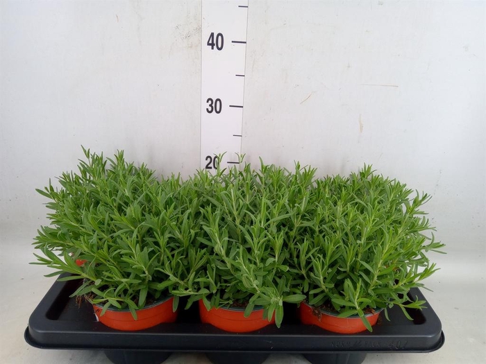 <h4>Lavandula angus. 'Hidcote'</h4>