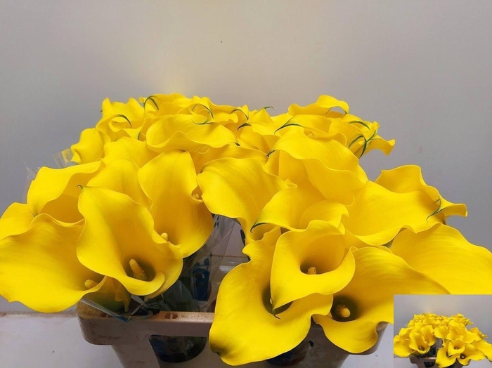 <h4>ZANT CAPT SOLO</h4>