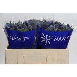 Eryngium Blue Dynamite