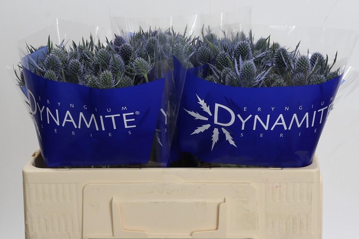<h4>Eryngium Blue Dynamite</h4>
