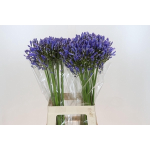 Agapanthus Blue Heaven