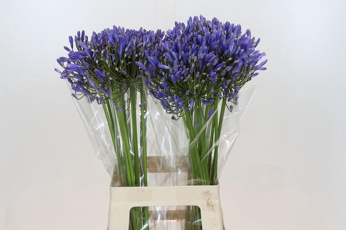 Agapanthus Blue Heaven