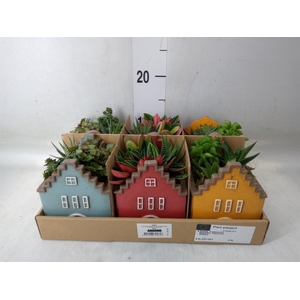 Arr.   Kamerplant Groen L%