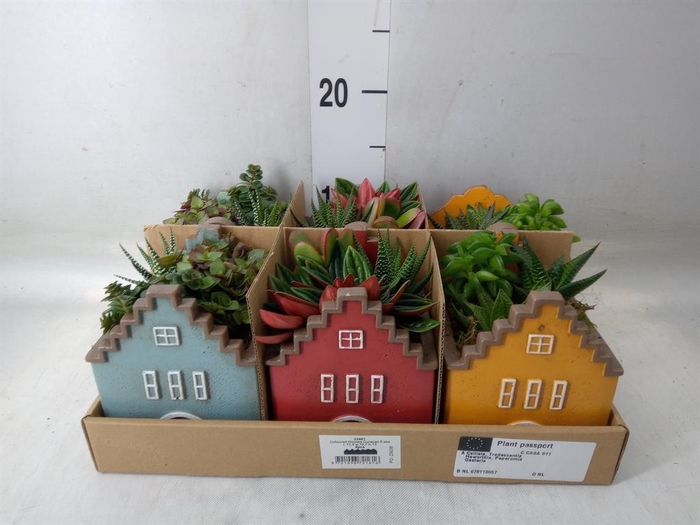 <h4>Arr. Kamerplant Groen L%</h4>