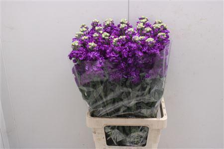 <h4>Matth Iron Purple</h4>