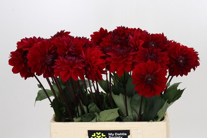 <h4>Dahlia Menorca</h4>