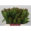 Leucadendron Goldstrike