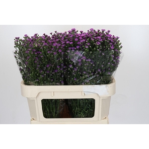 AST ASTEE M BABY PIN