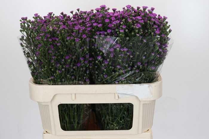 <h4>AST ASTEE M BABY PIN</h4>