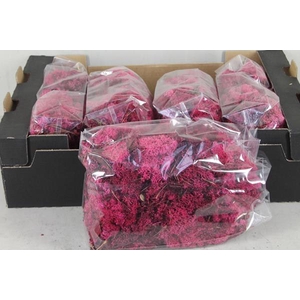 Moss Icelandic 500gr Fuchsia