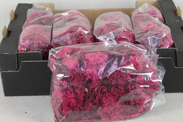 <h4>Moss Icelandic 500gr Fuchsia</h4>