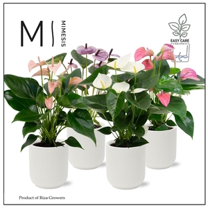 Mimesis Anthurium KARMA Soft mix - Atlanta White