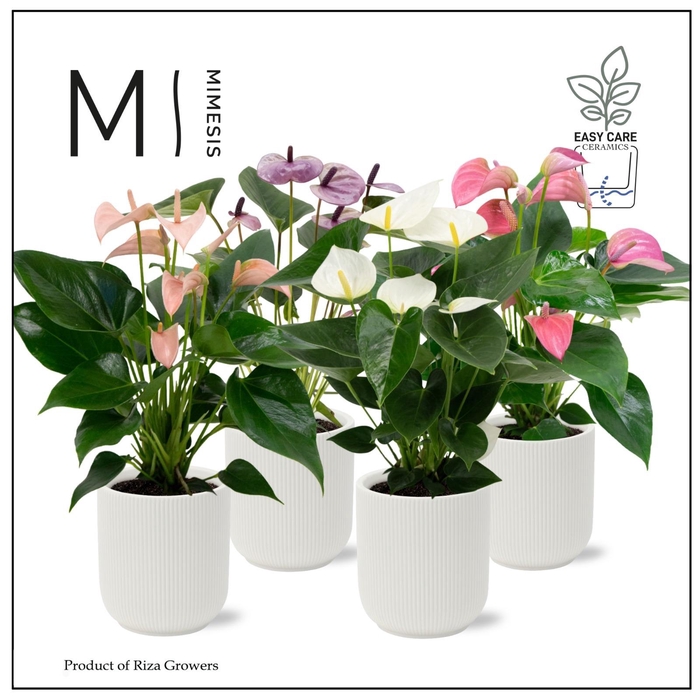 <h4>Mimesis Anthurium KARMA Soft mix - Atlanta White</h4>