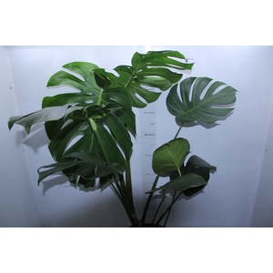 MONSTERA DELICIOSA P30
