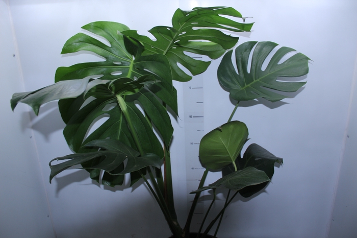 <h4>MONSTERA DELICIOSA P30</h4>