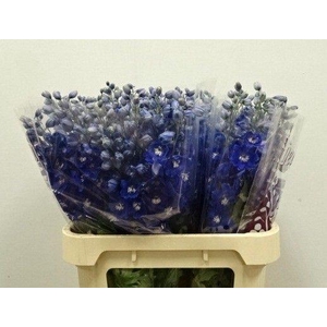 DELPH DU DEWI BL STA