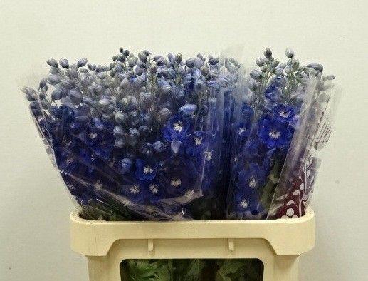 <h4>DELPH DU DEWI BL STA</h4>