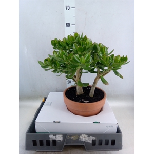 Crassula ovata