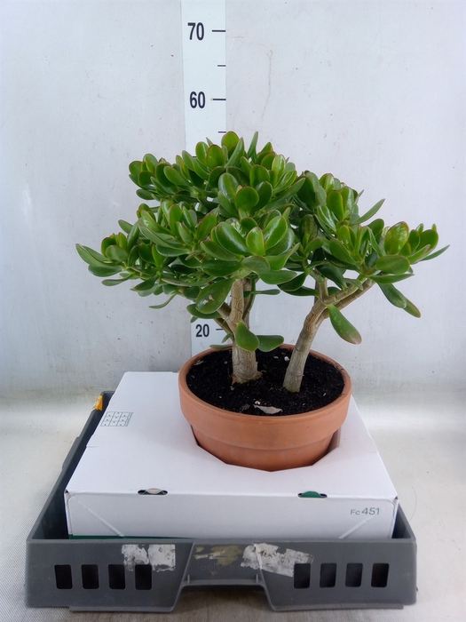 <h4>Crassula ovata</h4>