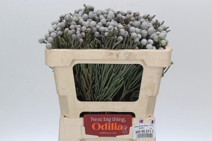 <h4>Cape Green Silver Brunia</h4>