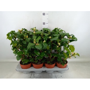 Camellia japonica 'Dr King'