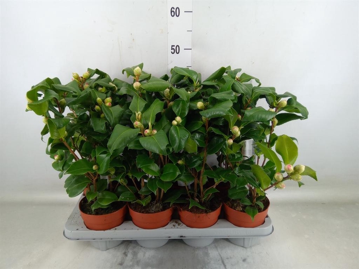<h4>Camellia japonica 'Dr King'</h4>