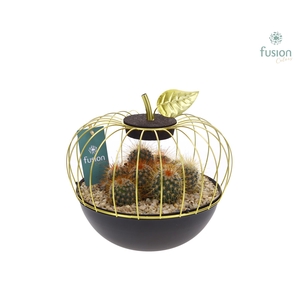 Metaal appel goudzwart Large met Cactussen