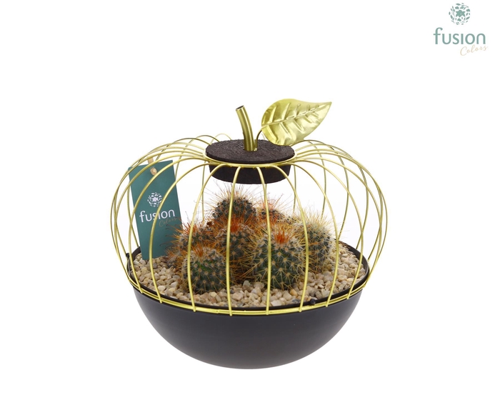 <h4>Metaal appel goudzwart Large met Cactussen</h4>