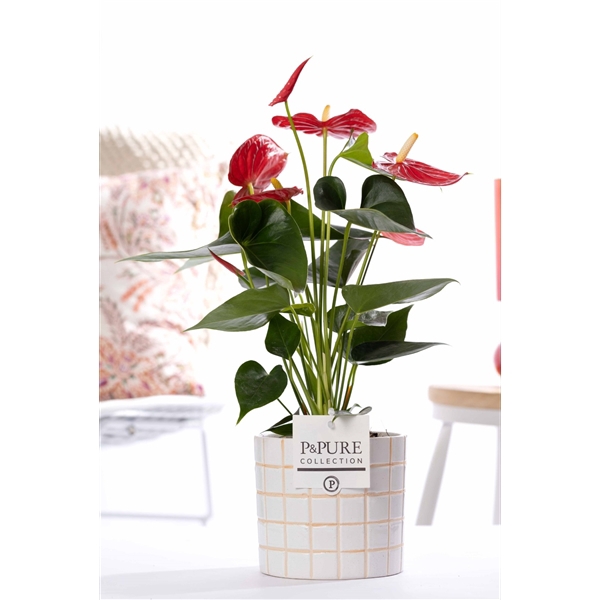 <h4>Anthurium red (Micra) in P&PURE Tirza ceramics</h4>