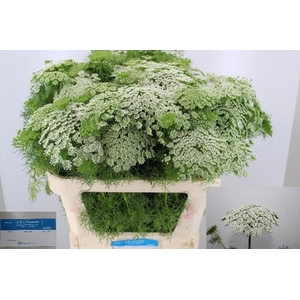 Ammi Vis Casablanca