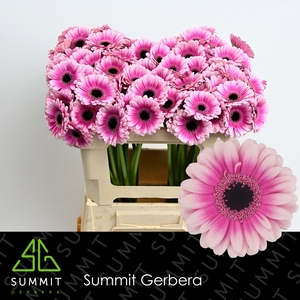 Germini Leando Water