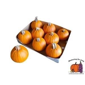 CUC HALLOWEEN