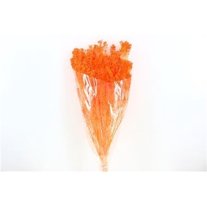 Dried Brooms Orange Bunch