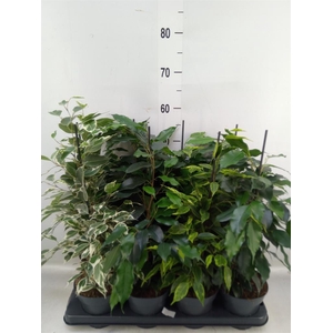 Ficus benja.   ...mix