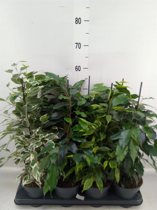 <h4>Ficus benja.   ...mix</h4>