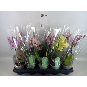 Phalaenopsis multi.   ...mix  4