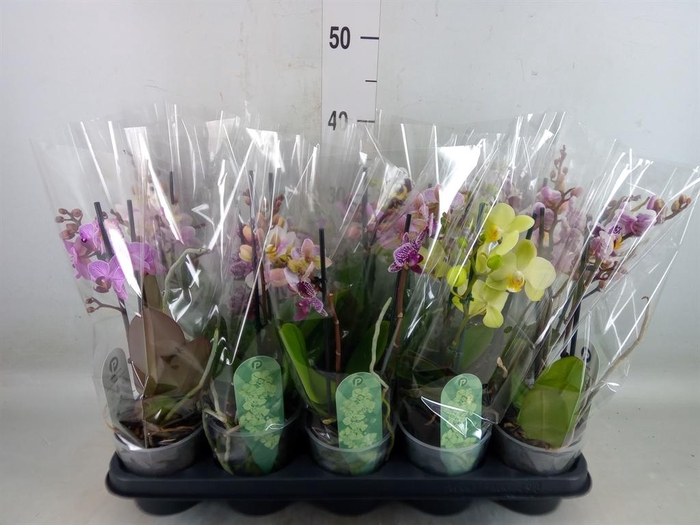 <h4>Phalaenopsis multi.   ...mix  4</h4>