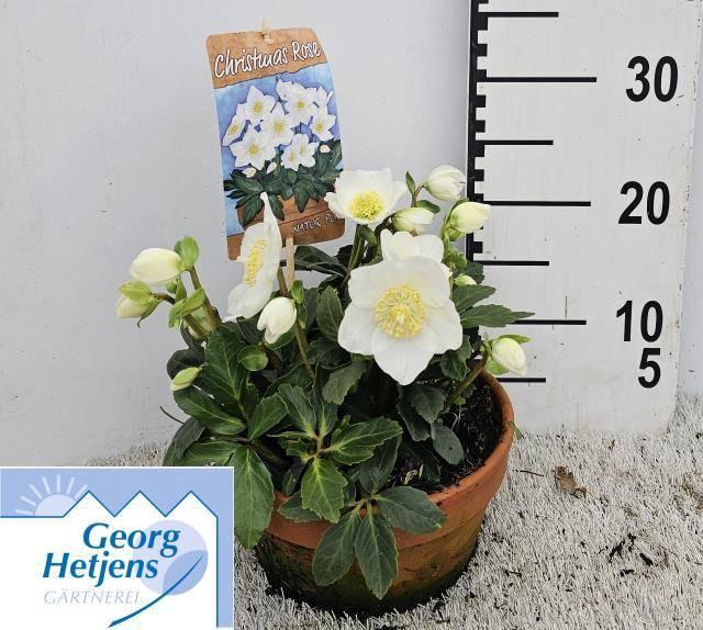 <h4>HELL NI HGC JASPER</h4>