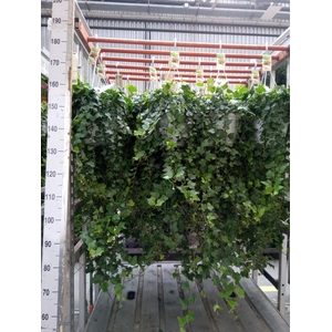 Hedera helix 'Wonder'