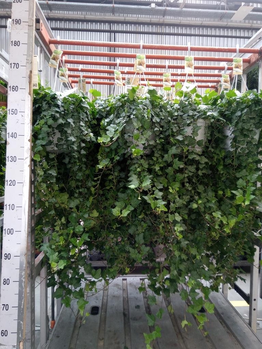 <h4>Hedera helix 'Wonder'</h4>