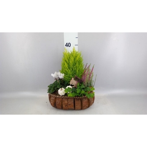 Arr.   Tuinplanten L%