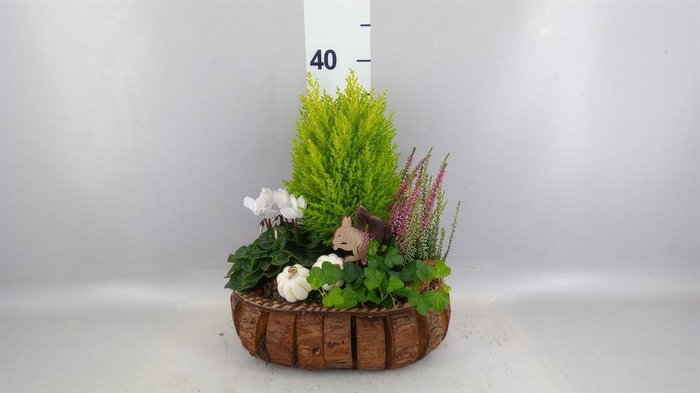 <h4>Arr.   Tuinplanten L%</h4>