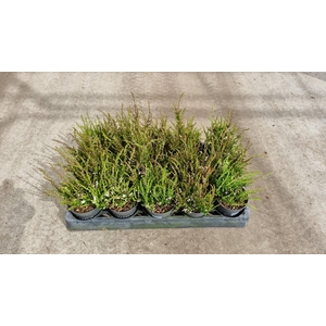 Calluna vulgaris