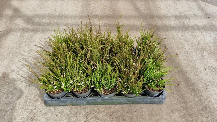 <h4>Calluna vulgaris</h4>