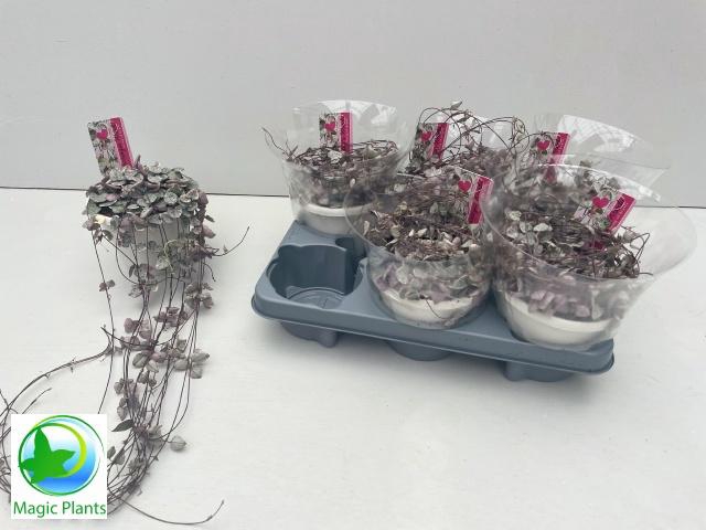 <h4>CEROP WO VARIEGATA</h4>