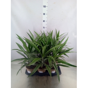 Dracaena fr de 'Warneckei'