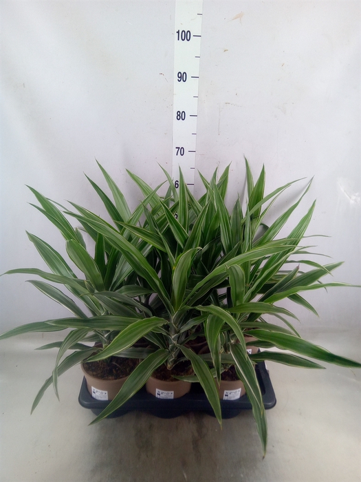 <h4>Dracaena fr de 'Warneckei'</h4>