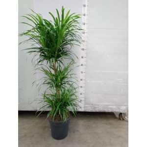 Dracaena refl. 'Anita'