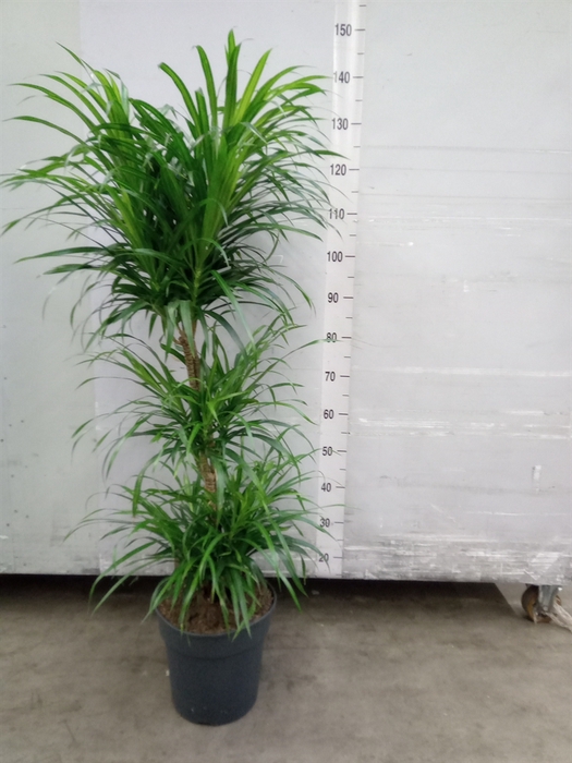 Dracaena refl. 'Anita'