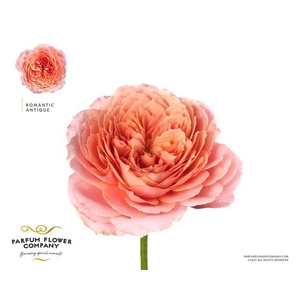 Rosa garden romantic antike